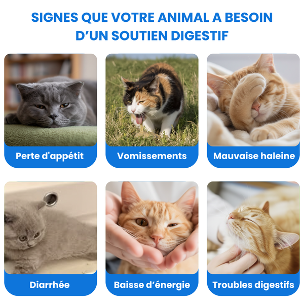 Bio-Digest+™ Probiotique pour chats